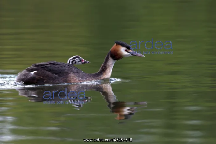 : 80186673 Great Grested Grebes- chick nestled in : 80186673 Great Grested Grebes- chick nestled in