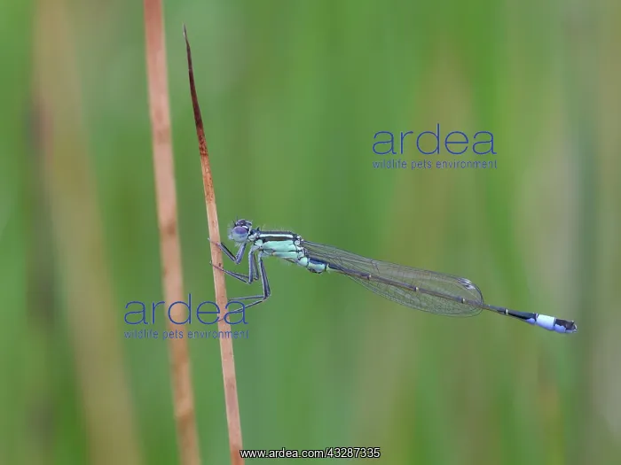 : 80186677 Blue-tailed Damselfly - male - perched : 80186677 Blue-tailed Damselfly - male - perched