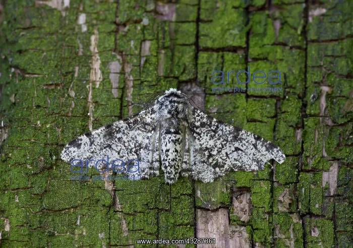 : 80186680 Peppered Moth - resting on bark - July : 80186680 Peppered Moth - resting on bark - July
