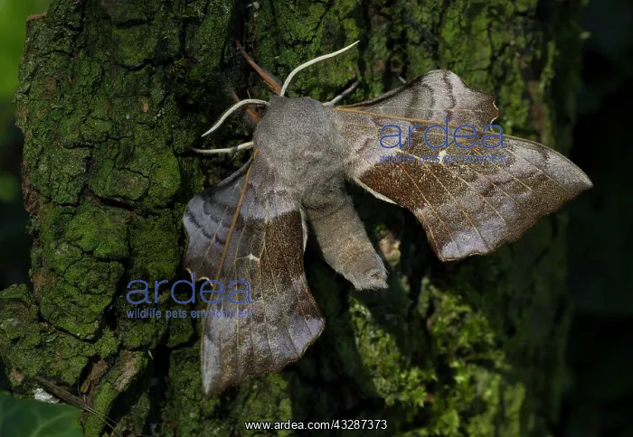 : 80186681 Poplar-hawk Moth - resting on bark - July : 80186681 Poplar-hawk Moth - resting on bark - July