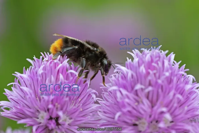 : 80186682 Red-Tailed Bumblebee - worker female feeding : 80186682 Red-Tailed Bumblebee - worker female feeding