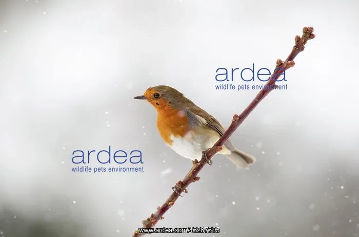 : 80186683 Robin - perched on branch - in snow - March : 80186683 Robin - perched on branch - in snow - March