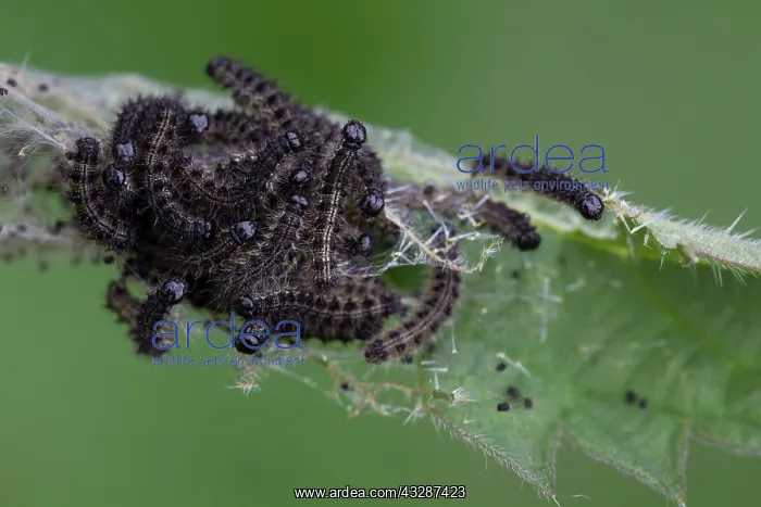 : 80186686 Small Tortoiseshell Butterfly Larvae - : 80186686 Small Tortoiseshell Butterfly Larvae -