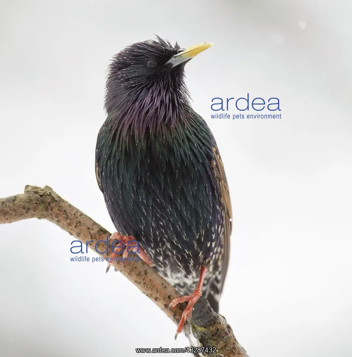 : 80186687 Starling - perched on branch - visiting : 80186687 Starling - perched on branch - visiting
