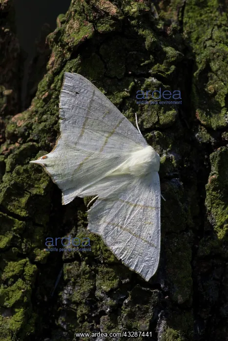 : 80186688 Swallow-tailed Moth - resting on bark - : 80186688 Swallow-tailed Moth - resting on bark -