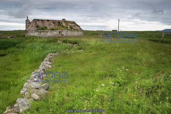 : 80186689 Abandoned thatched cottage - in machair : 80186689 Abandoned thatched cottage - in machair