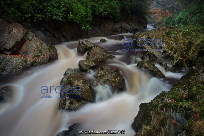 : 80186690 River Mawddach - Autumn Coed-y-Brenin : 80186690 River Mawddach - Autumn Coed-y-Brenin