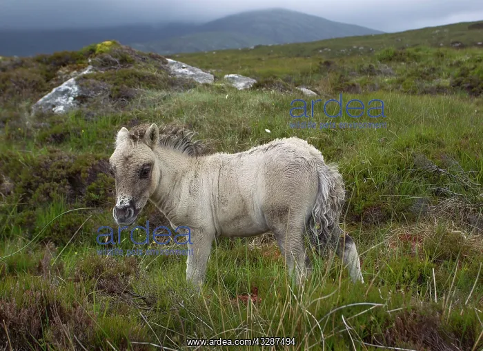 : 80186693 Eriskay pony - foal - on moorland Near : 80186693 Eriskay pony - foal - on moorland Near