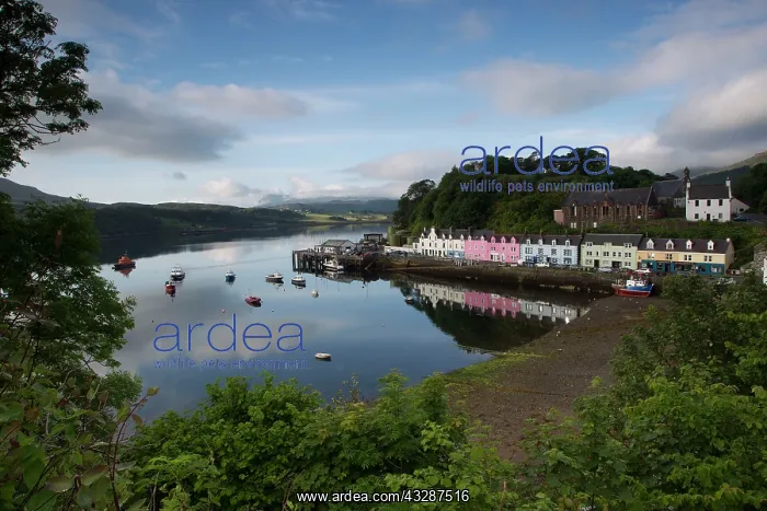 : 80186695 Portree Harbour - early morning - houses : 80186695 Portree Harbour - early morning - houses