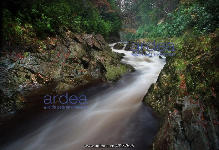 : 80186696 River Mawddach - Autumn Coed-y-Brenin : 80186696 River Mawddach - Autumn Coed-y-Brenin