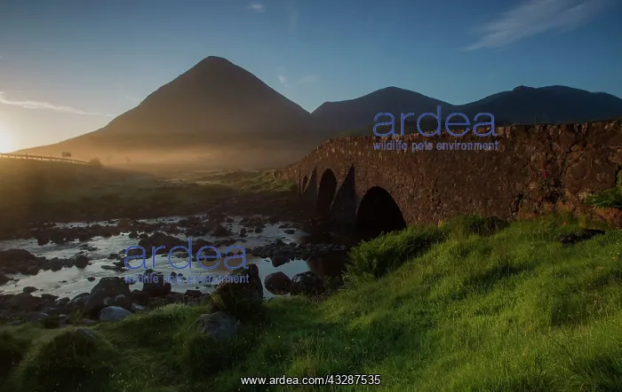 : 80186697 Sligachan Bridge - at sunrise - Glamaig : 80186697 Sligachan Bridge - at sunrise - Glamaig