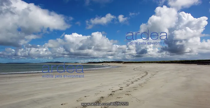 : 80186700 Pony ride - on Airport Beach Balivanich : 80186700 Pony ride - on Airport Beach Balivanich