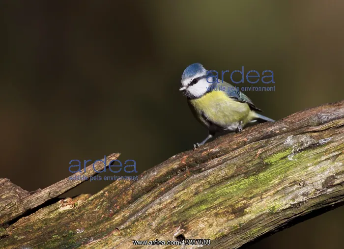 : 80186703 Blue Tit - perched on branch - Winter Cannock : 80186703 Blue Tit - perched on branch - Winter Cannock
