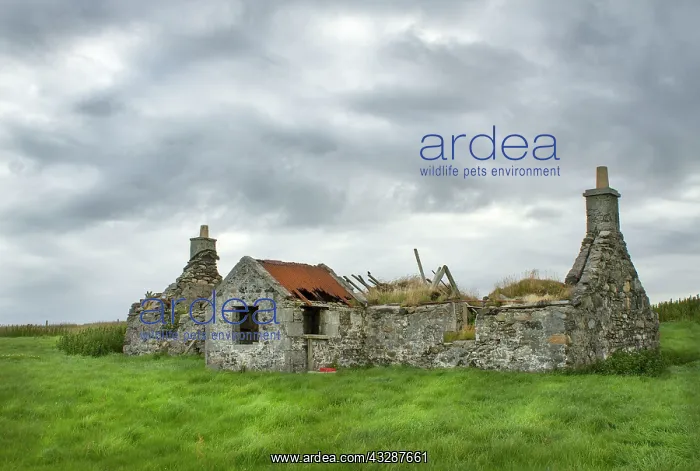 : 80186711 Derelict house - North Uist - Summer North : 80186711 Derelict house - North Uist - Summer North