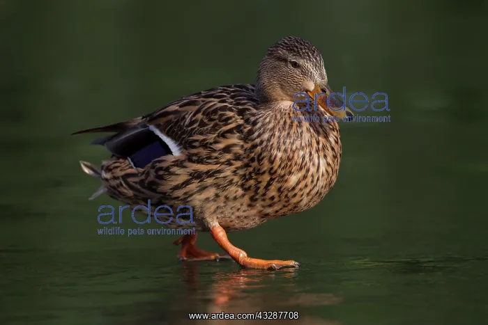 : 80186716 Mallard - female - walking across ice on : 80186716 Mallard - female - walking across ice on