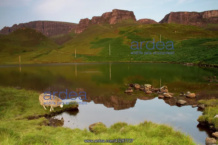 : 80186718 Loch Langaig and the Quiraing - sheep drinking : 80186718 Loch Langaig and the Quiraing - sheep drinking
