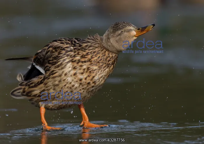 : 80186721 Mallard - female - shaking feathers to : 80186721 Mallard - female - shaking feathers to