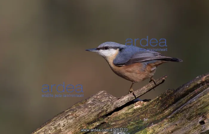 : 80186723 Nuthatch - perched on fallen branch - in : 80186723 Nuthatch - perched on fallen branch - in