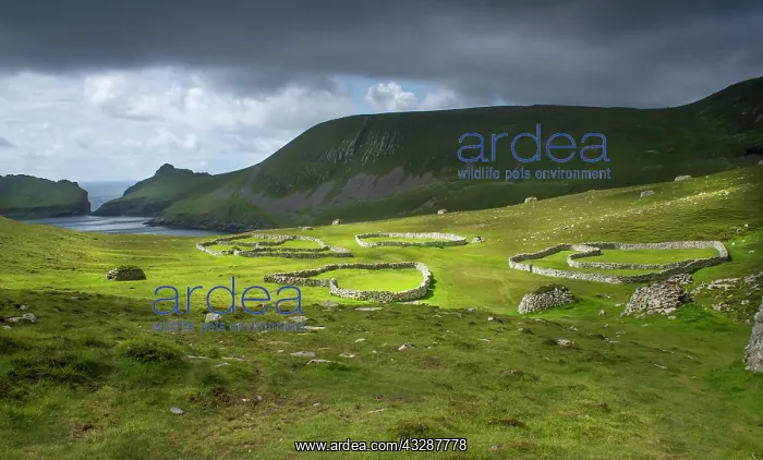 : 80186724 Sheepfolds and cleits on St Kilda - inland : 80186724 Sheepfolds and cleits on St Kilda - inland