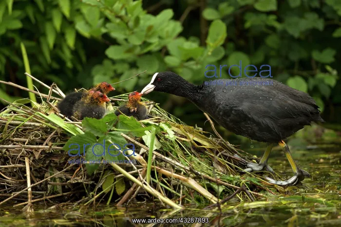 : 80186734 Coot - adult parent feeding young - four : 80186734 Coot - adult parent feeding young - four