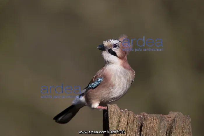 : 80186735 Eurasian Jay - perched on gate post - with : 80186735 Eurasian Jay - perched on gate post - with