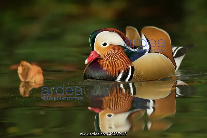 : 80186736 Mandarine duck - male - swimming in stream : 80186736 Mandarine duck - male - swimming in stream