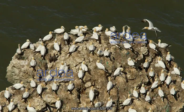 : 80186737 Northern gannets - at Bempton Cliffs - : 80186737 Northern gannets - at Bempton Cliffs -