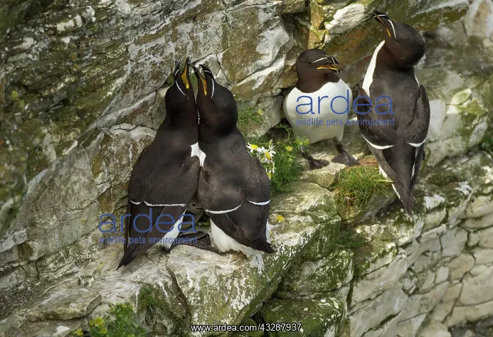 : 80186738 Razorbills - adults - chick - displaying : 80186738 Razorbills - adults - chick - displaying