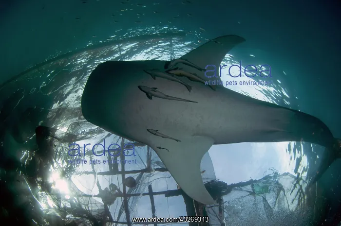 : 80186739 Whale Shark - showing underside with Remoras : 80186739 Whale Shark - showing underside with Remoras