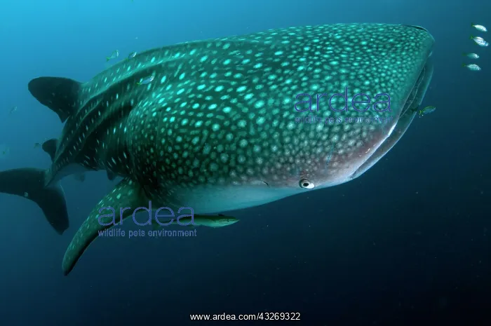 : 80186740 Whale Shark - with small fish and Remoras : 80186740 Whale Shark - with small fish and Remoras