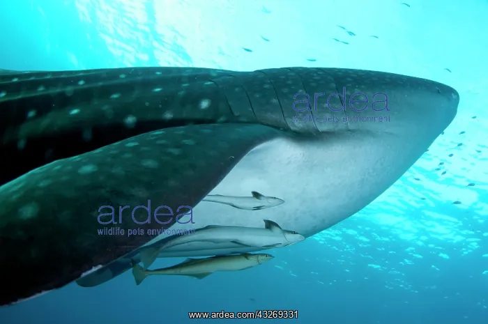 : 80186741 Whale Shark - with Remoras Cenderawasih : 80186741 Whale Shark - with Remoras Cenderawasih