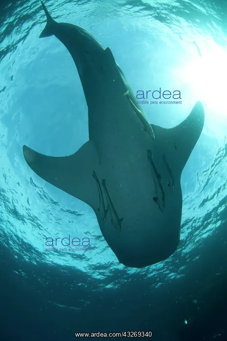 : 80186742 Whale Shark - underside with Remoras with : 80186742 Whale Shark - underside with Remoras with