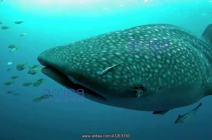 : 80186743 Whale Shark - with small fish and Remoras : 80186743 Whale Shark - with small fish and Remoras