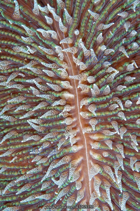 : 80186744 Mushroom Coral - polyps - Kwatisore Point : 80186744 Mushroom Coral - polyps - Kwatisore Point