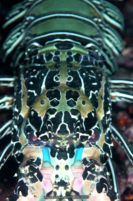 : 80186745 Painted Spiny Lobster - Kwatisore Point : 80186745 Painted Spiny Lobster - Kwatisore Point