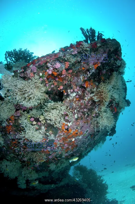  : 80186749 Cross wreck - bow of wreck with sun in
