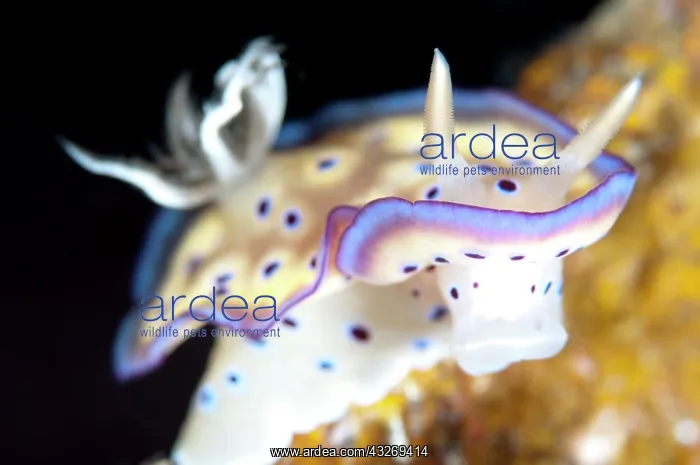 : 80186750 Kune's Chromodoris Nudibranch Pillbox wreck : 80186750 Kune's Chromodoris Nudibranch Pillbox wreck