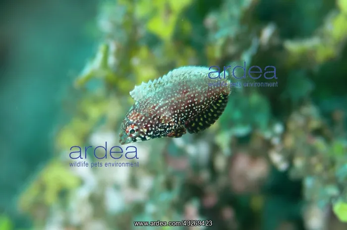 : 80186751 Black Wrasse - Juvenile Tanjung Saukris : 80186751 Black Wrasse - Juvenile Tanjung Saukris