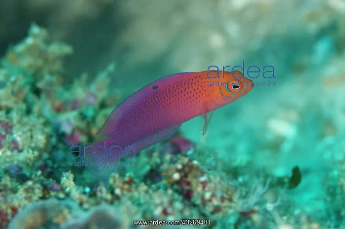  : 80186752 Chequered Dottyback Tanjung Saukris dive