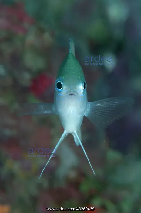 : 80186753 Reid's Damselfish - face-on Bomber wreck : 80186753 Reid's Damselfish - face-on Bomber wreck