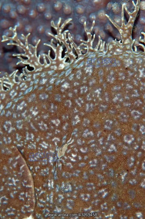  : 80186755 Tasselled Wobbegong Shark - on coral (Cyphastrea