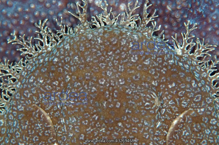  : 80186756 Tasselled Wobbegong Shark - on coral (Cyphastrea