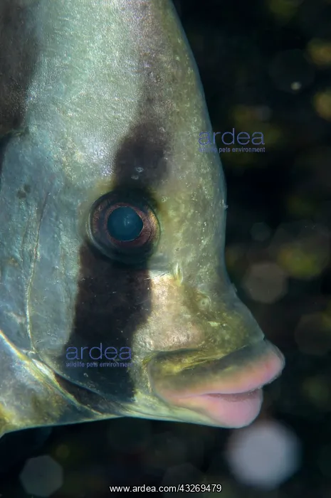 : 80186757 Pinnate Spadefish Mioskon dive site, Dampier : 80186757 Pinnate Spadefish Mioskon dive site, Dampier
