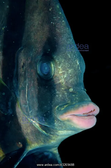 : 80186758 Pinnate Spadefish Mioskon dive site, Dampier : 80186758 Pinnate Spadefish Mioskon dive site, Dampier