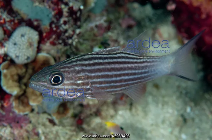  : 80186759 Tiger Cardinalfish Mioskon dive site, Dampier