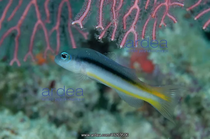 : 80186760 Ammer's Dottyback Friwinbonda dive site : 80186760 Ammer's Dottyback Friwinbonda dive site