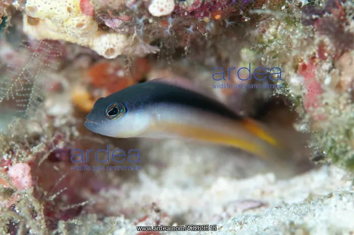 : 80186761 Ammer's Dottyback Friwinbonda dive site : 80186761 Ammer's Dottyback Friwinbonda dive site