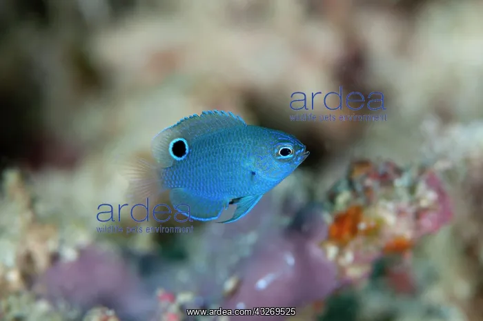 : 80186762 Burrough's Damselfish - Juvenile Friwinbonda : 80186762 Burrough's Damselfish - Juvenile Friwinbonda