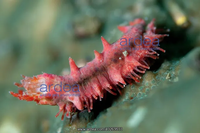 : 80186763 Sea Cucumber Friwinbonda dive site, Dampier : 80186763 Sea Cucumber Friwinbonda dive site, Dampier