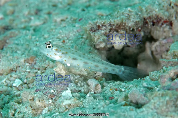 : 80186764 Gold-speckled Shrimpgoby - by hole Batu : 80186764 Gold-speckled Shrimpgoby - by hole Batu
